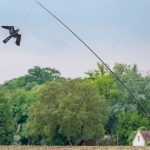 Umwelt: Wenn Saatkrähen die Ernte vernichten