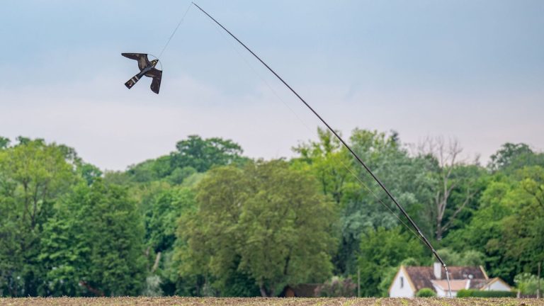 Umwelt: Wenn Saatkrähen die Ernte vernichten