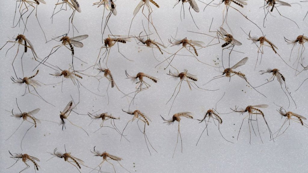 Klima und Insekten: Viele Stechmücken in Niedersachsen erwartet