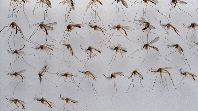 Klima und Insekten: Viele Stechmücken in Niedersachsen erwartet
