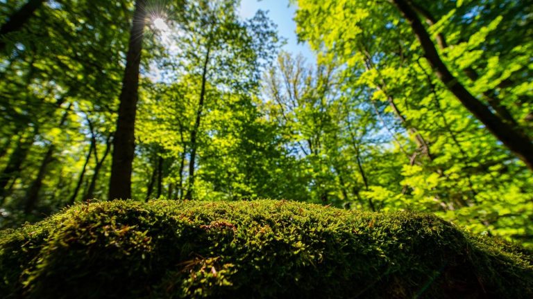 Tag des Wanderns: Von wegen langweilig: Ideen gegen den Wander-Frust