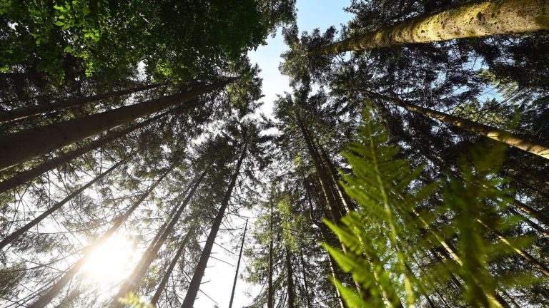 Forstwirtschaft: Warum im Südwesten 2024 weniger Holz geschlagen wurde
