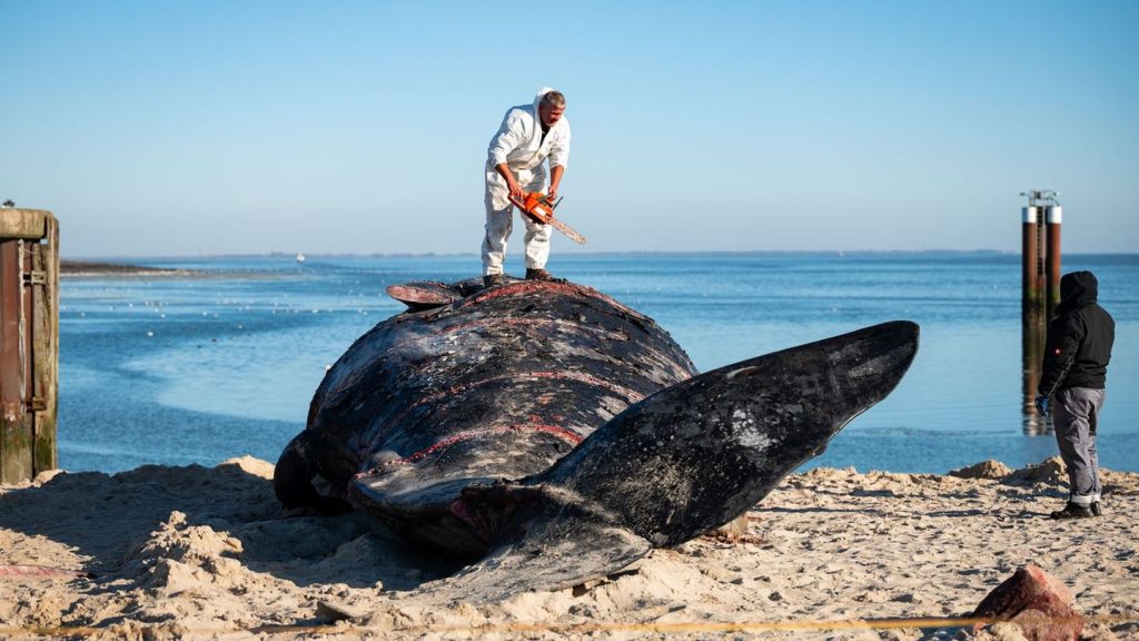 Giganten in Sicht: Mehr Wale in Ost- und Nordsee