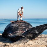 Giganten in Sicht: Mehr Wale in Ost- und Nordsee