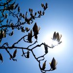 Wetter: Viel Sonne zum Wochenstart in Niedersachsen und Bremen