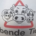 Tierschutzgesetz: Prozess: 45 Fälle von Tierquälerei in Schlachtbetrieb