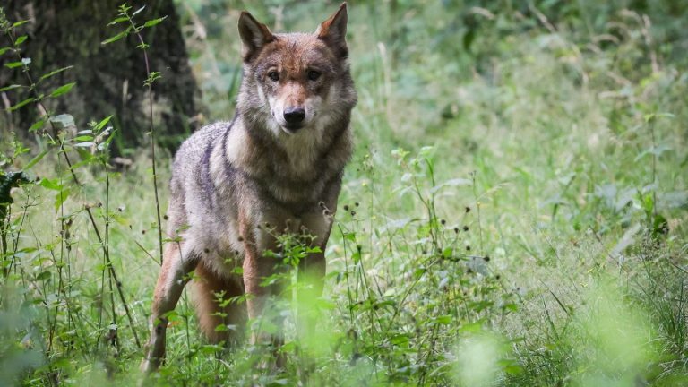 Situation unbefriedigend: MV-Schafhalter fordern Regeln für leichteren Wolfs-Abschuss