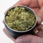 Neues Cannabis-Gesetz: Cannabis-Club startet mit Ausgabe in Oranienburg