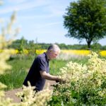 Landwirtschaft: Trockenheit macht selbst Wildkräutern zu schaffen