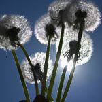 Wetteraussichten: Neue Woche startet mit Temperaturen über 20 Grad