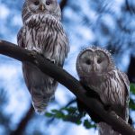 Tierschutzprojekt: Erneut Habichtskauz-Brut in Nordostbayern