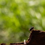 Schädlinge: Atempause oder Trend? Wie das Wetter den Borkenkäfer bremst