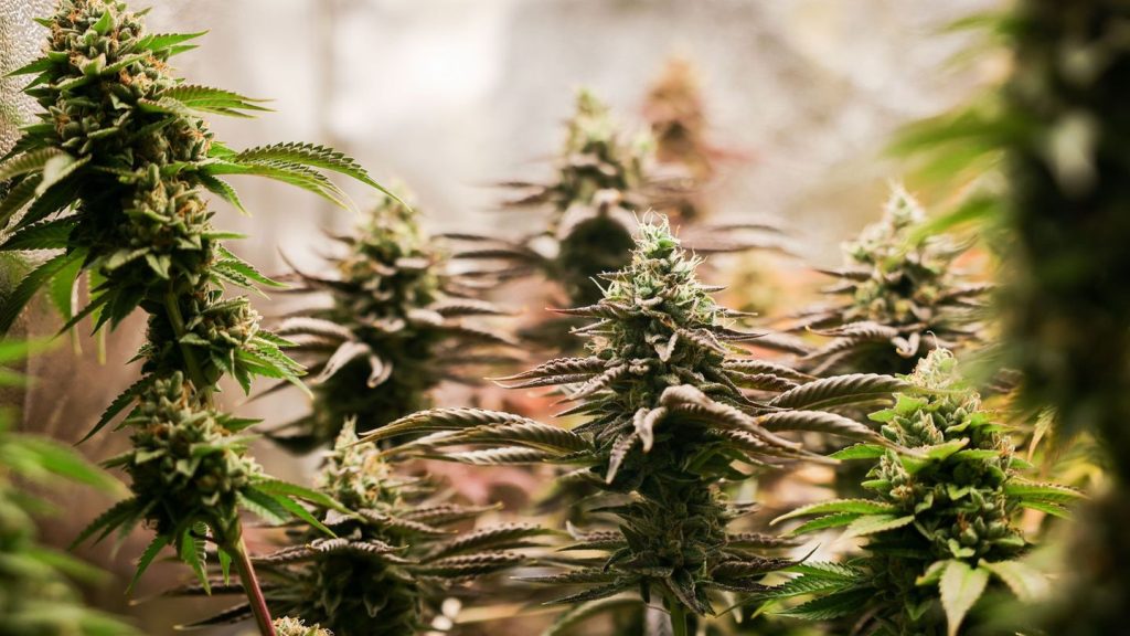Drogenkriminalität: Weniger Delikte, mehr Arbeit: Polizei gegen Cannabis-Gesetz