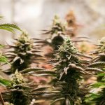 Drogenkriminalität: Weniger Delikte, mehr Arbeit: Polizei gegen Cannabis-Gesetz