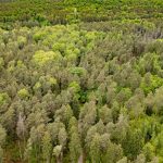 Gewaltverbrechen: Junge Frau tot in Wald gefunden - 16-Jähriger unter Verdacht