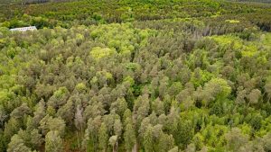 Gewaltverbrechen: Junge Frau tot in Wald gefunden - 16-Jähriger unter Verdacht