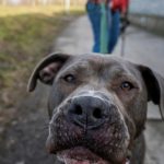 Nordrhein-Westfalen: Hund beißt einjährigen Jungen in Gesicht