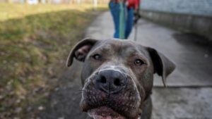Nordrhein-Westfalen: Hund beißt einjährigen Jungen in Gesicht