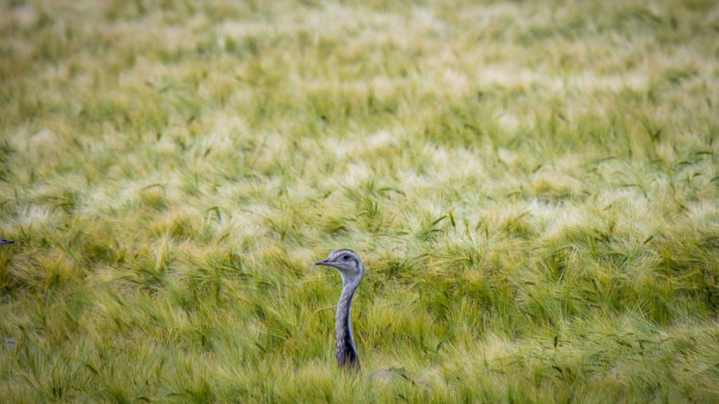 Tiere: Nandu bei Wolfenbüttel ausgebrochen