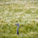 Tiere: Nandu bei Wolfenbüttel ausgebrochen