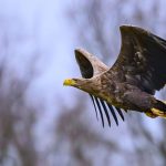 Naturschutz: Tote Seeadler gefunden - Experten befürchten Vergiftungen