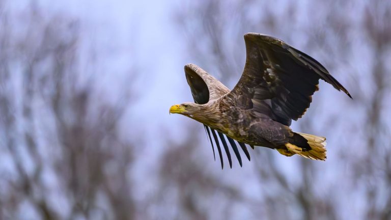 Naturschutz: Tote Seeadler gefunden - Experten befürchten Vergiftungen