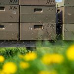 "Hafenhonig" aus Ostfriesland: Warum in Niedersachsens Häfen jetzt Bienen arbeiten