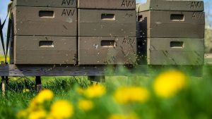 "Hafenhonig" aus Ostfriesland: Warum in Niedersachsens Häfen jetzt Bienen arbeiten