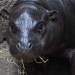 Tiere: Zwergflusspferd Toni: Frech, fit und fast erwachsen