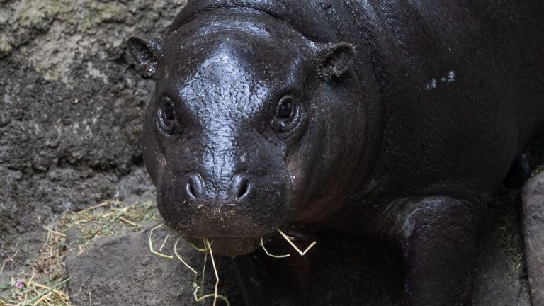 Tiere: Zwergflusspferd Toni: Frech, fit und fast erwachsen