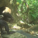 Makabre Marotte aus Langeweile: Tödliche Mode: Affenbabys als lebendes Accessoire