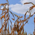 Faktencheck: Wetter extrem: Wie gut sind Langzeitprognosen wirklich?