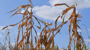 Faktencheck: Wetter extrem: Wie gut sind Langzeitprognosen wirklich?
