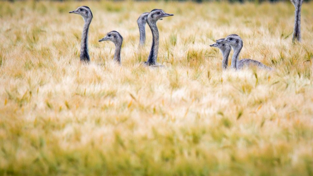 Biosphärenreservat Schaalsee: Wilde Nandus in MV – 69 Laufvögel gesichtet