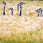 Biosphärenreservat Schaalsee: Wilde Nandus in MV – 69 Laufvögel gesichtet