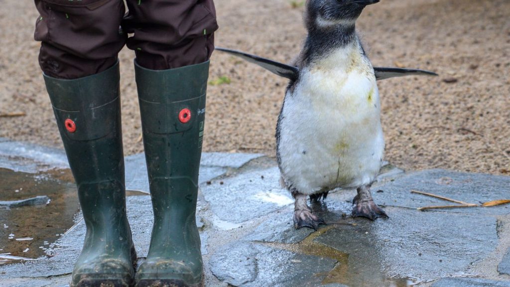 Tiere: Zoo Magdeburg sucht 655 Tierpaten und Patinnen