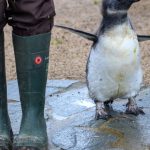 Tiere: Zoo Magdeburg sucht 655 Tierpaten und Patinnen