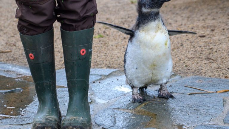 Tiere: Zoo Magdeburg sucht 655 Tierpaten und Patinnen