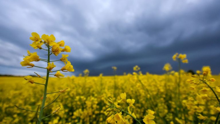 Vorhersage: Schauer, Wolken, Abkühlung: Wechselhaftes Wetter in Hessen