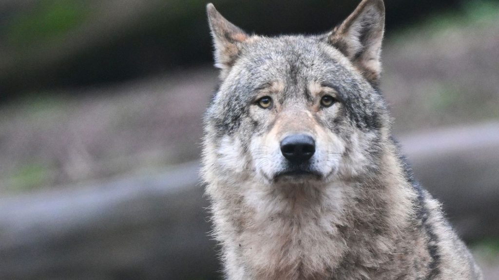 Wildtiere: Ministerium: Wolf bei Donaueschingen ist sesshaft