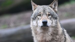 Wildtiere: Ministerium: Wolf bei Donaueschingen ist sesshaft