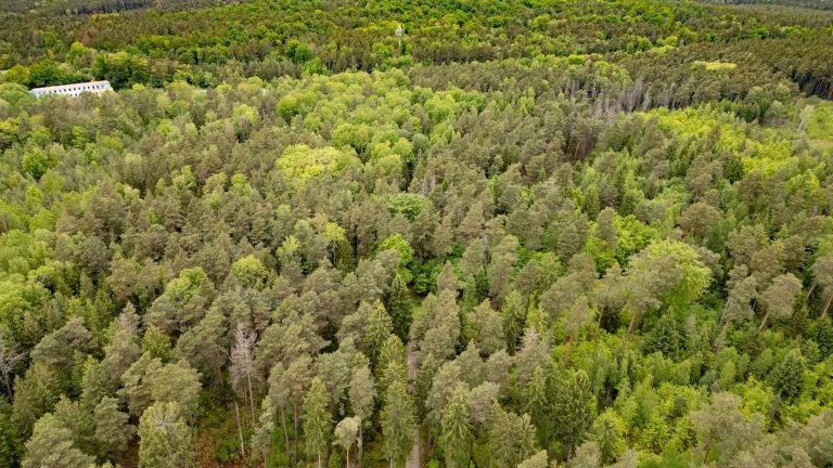 Illegale Partys im Wald: Regelmäßig Ärger mit Techno-Partys in Königsbrücker Heide