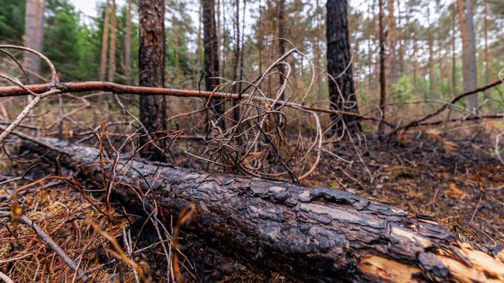 Brand im Tennenloher Forst: Waldbrand glimmt weiter - Zusammenhang mit anderen Bränden?
