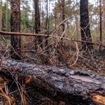 Brand im Tennenloher Forst: Waldbrand glimmt weiter - Zusammenhang mit anderen Bränden?