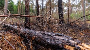 Brand im Tennenloher Forst: Waldbrand glimmt weiter - Zusammenhang mit anderen Bränden?