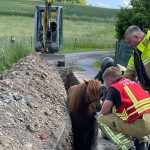 Tier steckt fest: Feuerwehr rettet Islandpony aus Graben