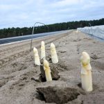 Beliebtes Saisongemüse: Spargel-Verein: Ernte kann knapper ausfallen