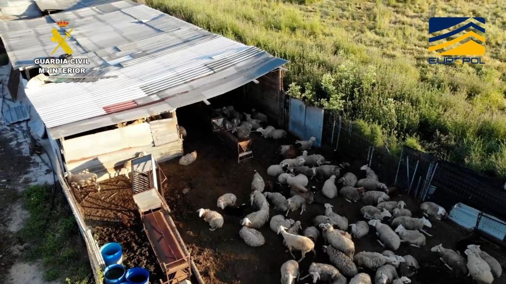 Spanien: "Schlachthof des Grauens": Fleischskandal in Madrid enthüllt