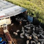 Spanien: "Schlachthof des Grauens": Fleischskandal in Madrid enthüllt