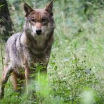 Natur: Neue Homepage zum Wolf – Rüde taucht vermehrt auf